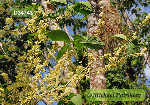 Wild Tobacco (Acnistus arborescens)